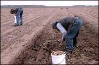 Les Glaneurs et la glaneuse (c) D.R.